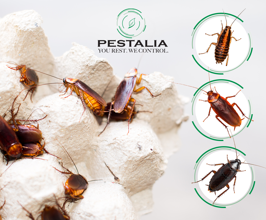 Le 3 specie più comuni di blatte e dove si trovano