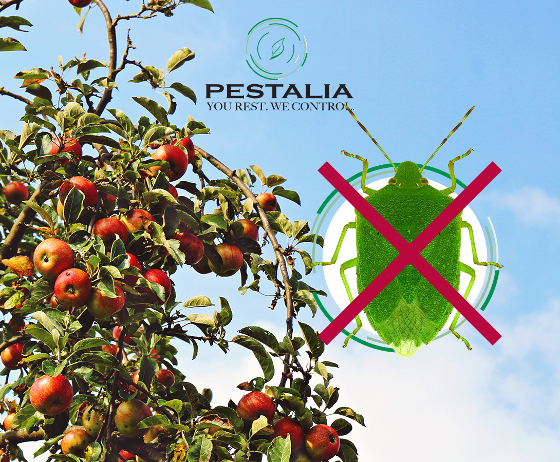 Cimici verdi: riconoscerla, prevenire ed eliminare l’infestazione