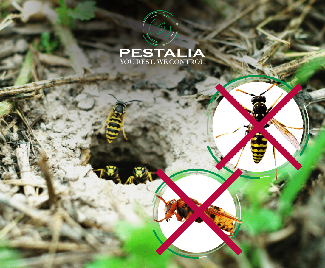 Vespe e calabroni: come distinguerli ed eliminarli