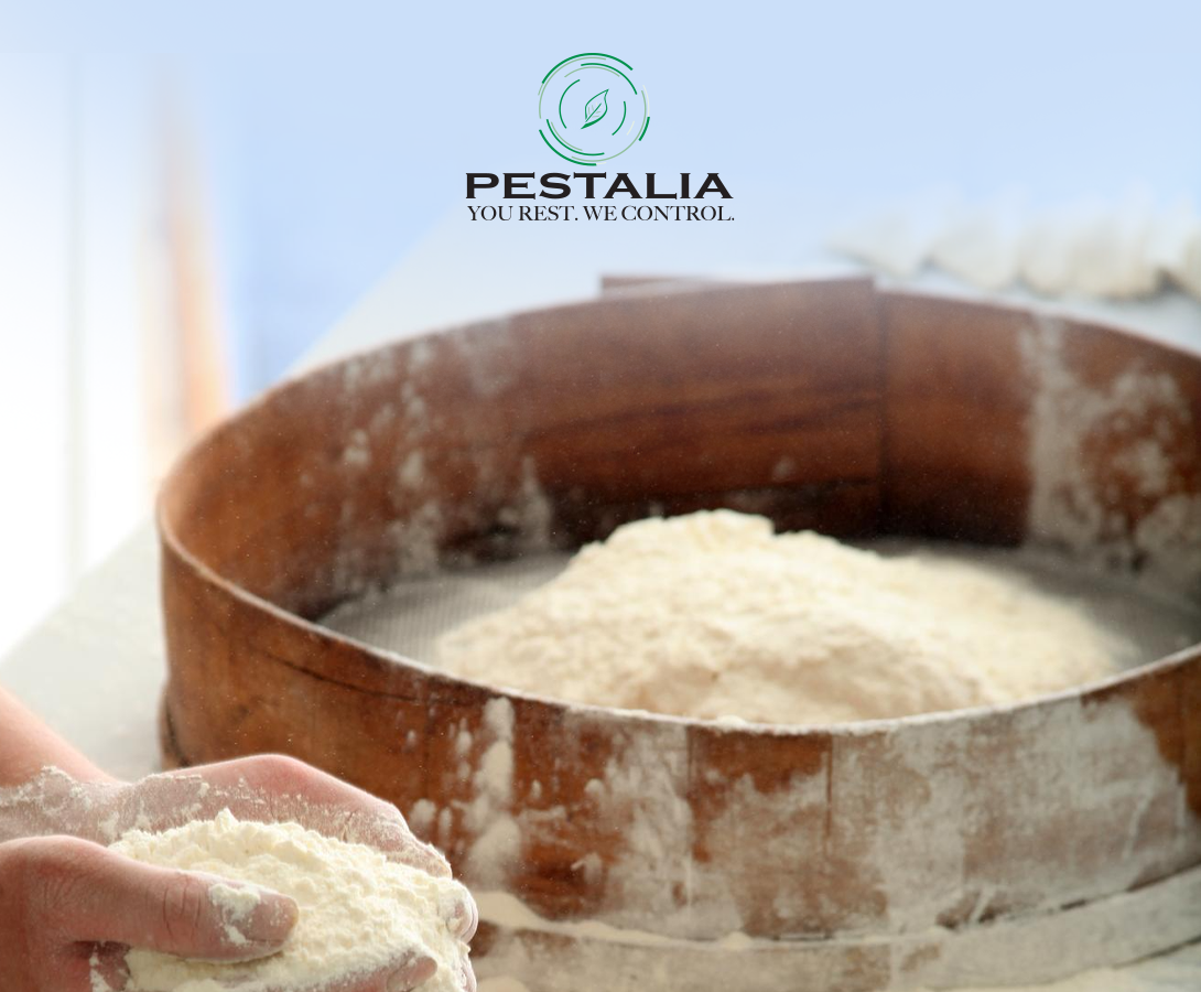 Insetti della farina: come prevenire infestazioni e pianificare trattamenti